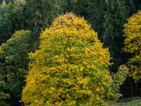 Geschlungener Almweg mit herbstlichem Ahornbaum